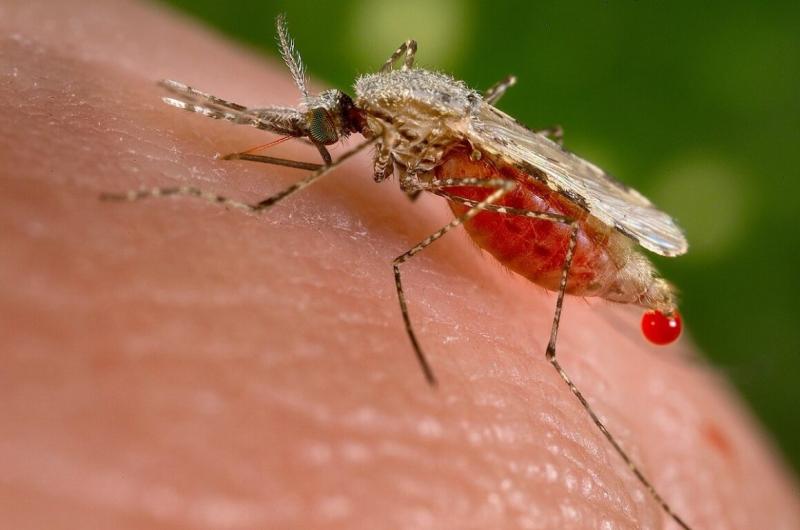 La desconocida Alerta Sanitaria por peligroso mosquito