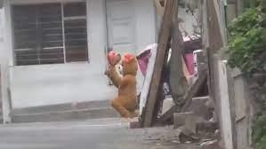 Así se veía el oso durante el procedimiento de la Policía - Creditos: Captura