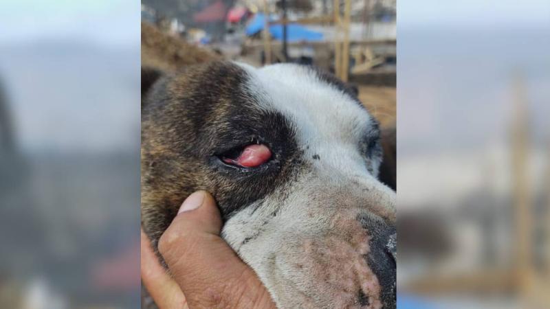 Familia está pidiendo ayuda para su perrito herido en incendios de Valparaíso