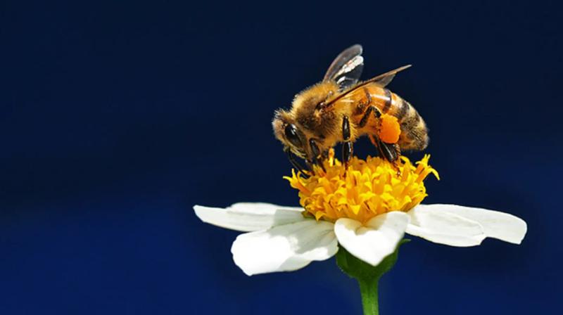 Abeja. Créditos: CienciaXplora