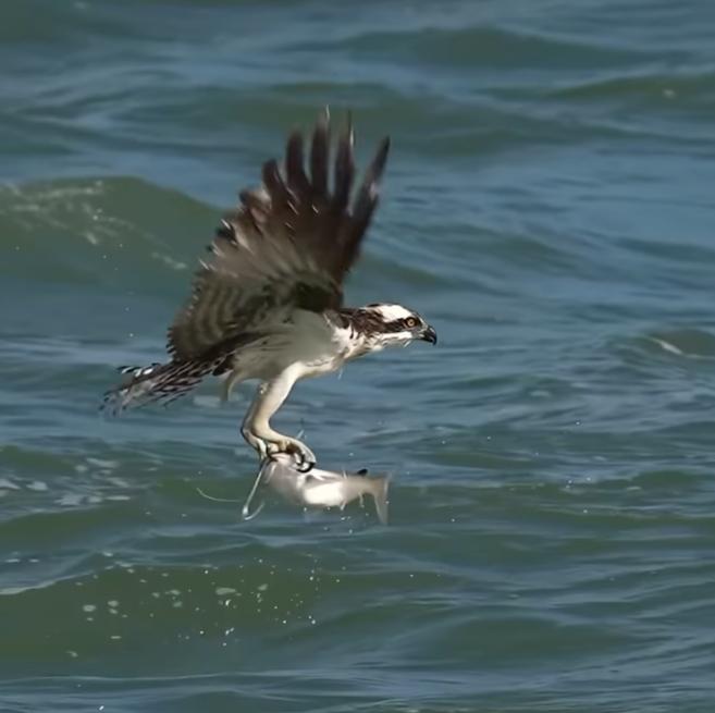 Águila cazando un bagre. Créditos: Instagram Mark Smith Photography