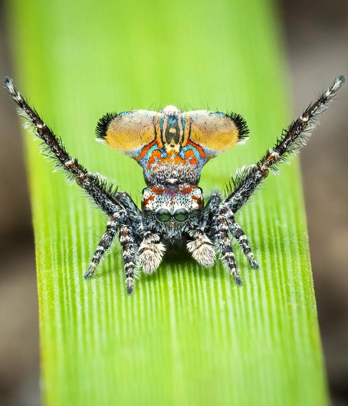 Araña pavo real. Créditos: Instagram Flynn Prall