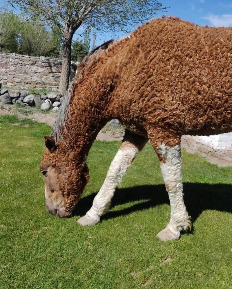 Caballo de raza Bashkir Curly. Créditos: Instagram @austerra_society