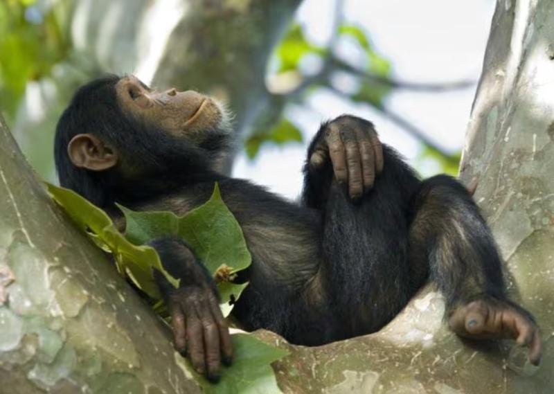 Chimpancé. Créditos: Getty Images