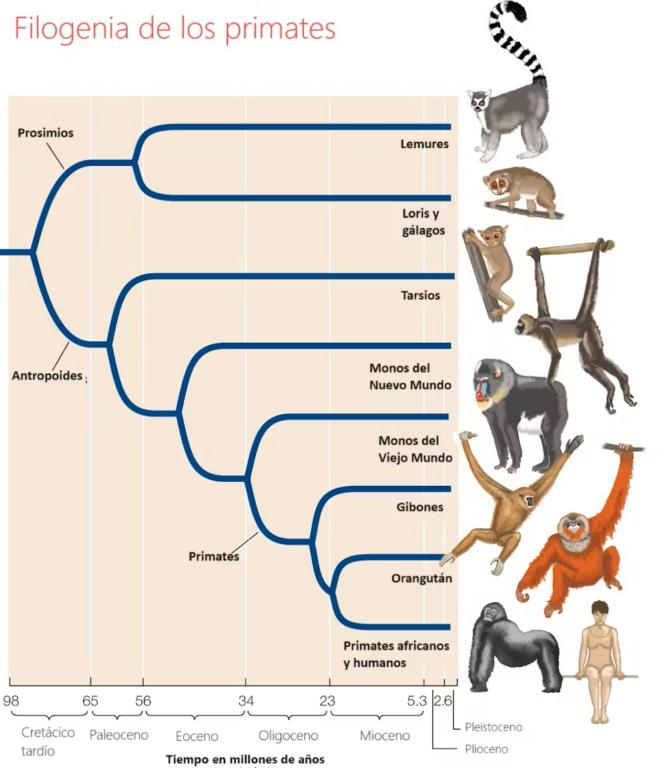 Filogenia de los primates