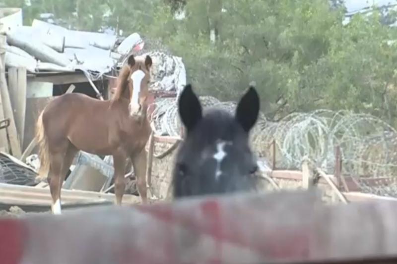 Caballos en Recoleta - Tu Día