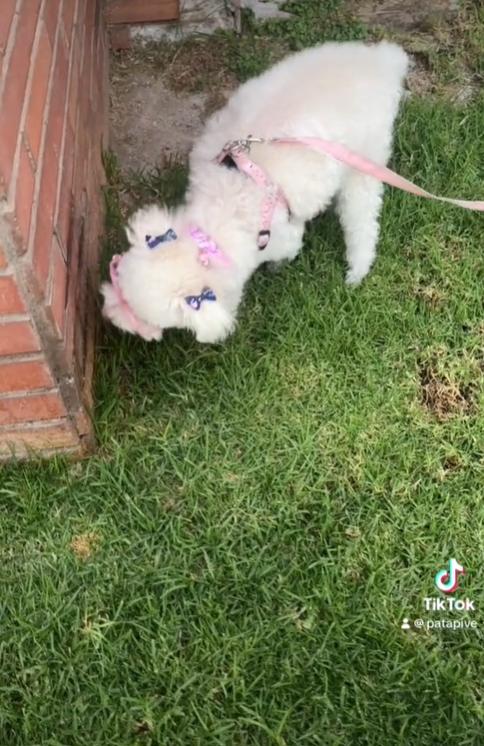 Perrita con lentes paseando - Créditos: Captura