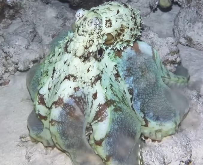 Captura del video. Créditos Instagram @ibrahim.elhariry