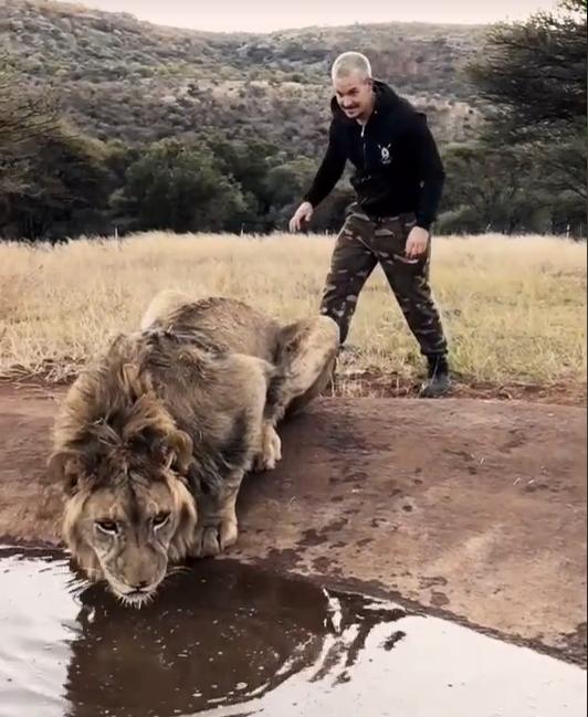 Asustando a un león.