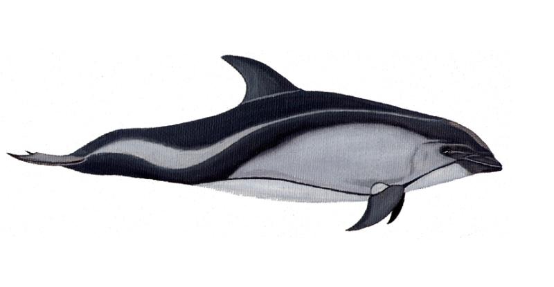 Delfín Austral. Créditos: Centro de Conservación Cetacea