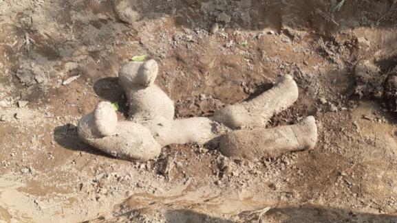 Tumba de cría de elefantes asiáticos. Créditos: West Bengal Forest Department