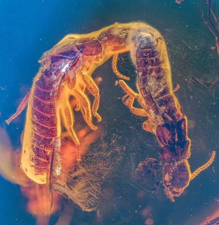 Las termitas atrapadas en el fósil. Créditos: Aleš Buček