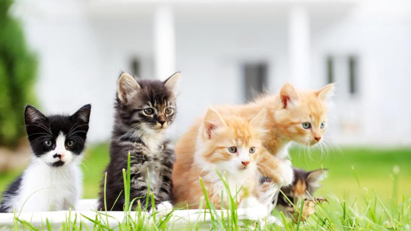 Gatos. Créditos: iStock