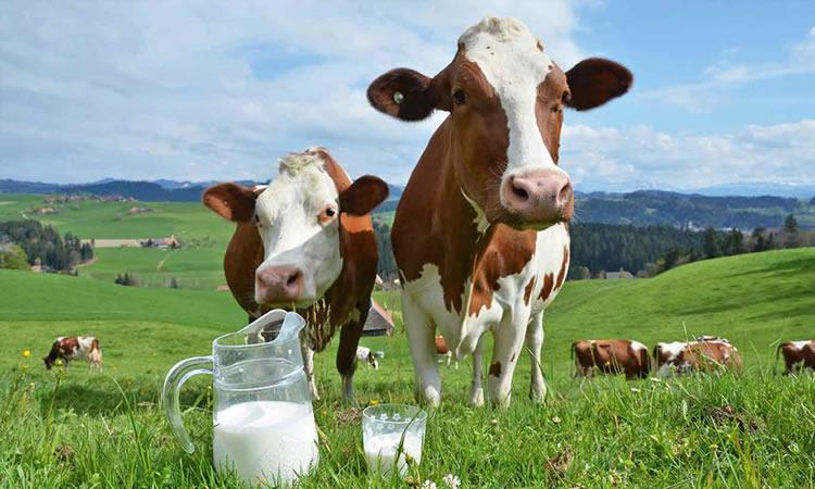 Leche de vaca. Créditos: Getty Images