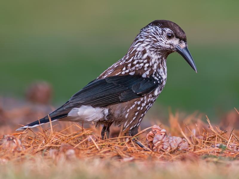 Pájaro Cascanueces. Créditos: Ivan Sjögren