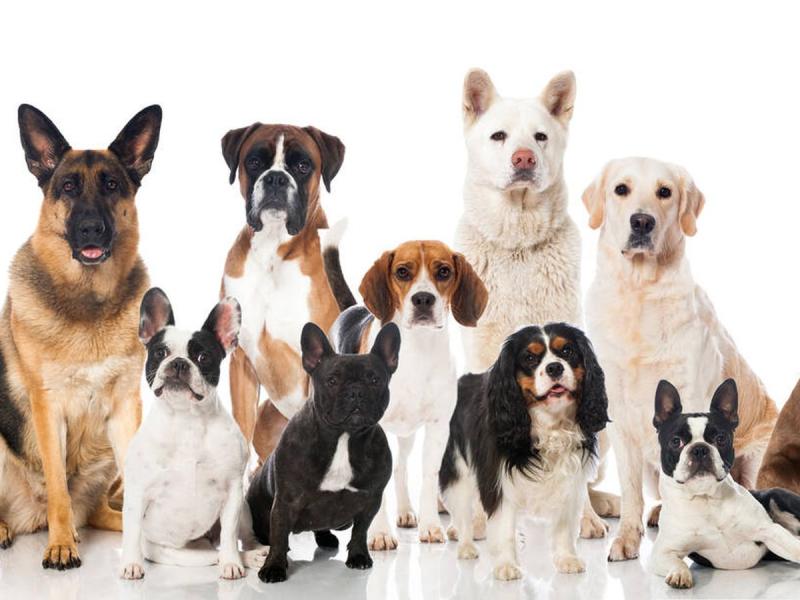 Perros. Créditos: iStock