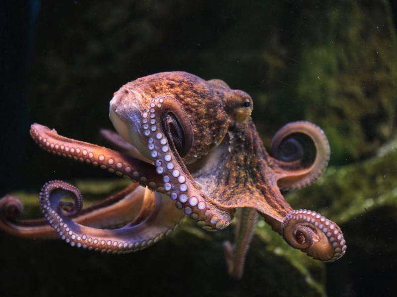 Pulpo