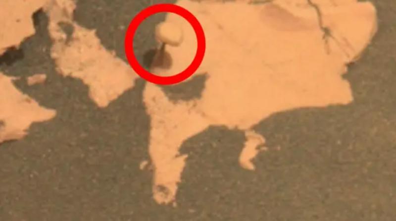 En el círculo, el "hongo" encontrado por la NASA en Marte. Créditos: NASA
