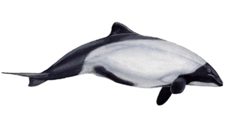 Tonina. Créditos: Centro de Conservación Cetacea
