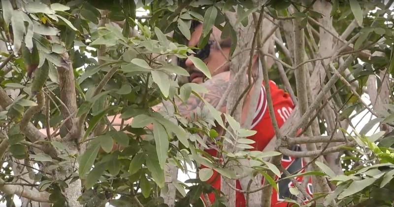 Junior arriba de un árbol