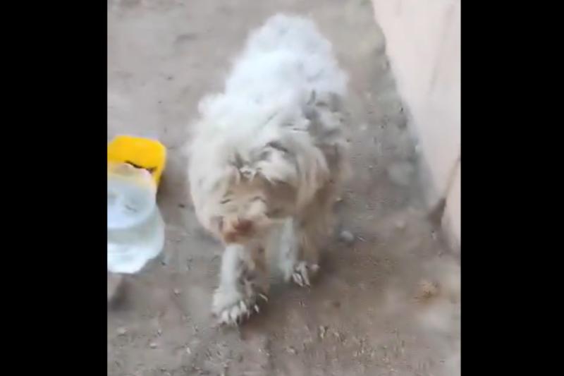 El reencuentro del perro Chocolo - Captura de pantalla