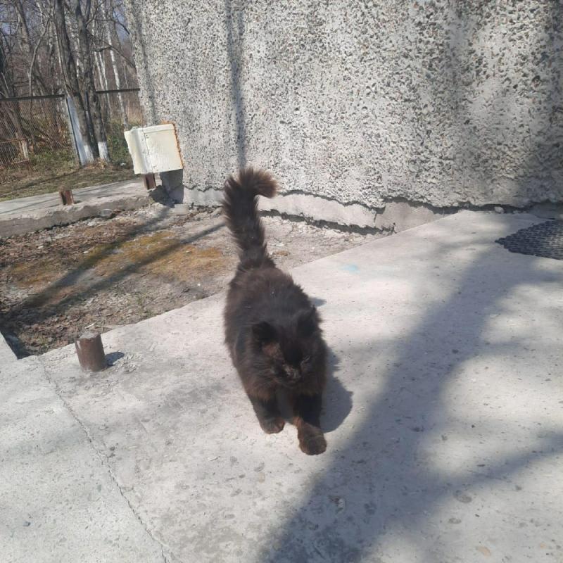 Gato callejero va por su cuenta al veterinario - Créditos: YS News