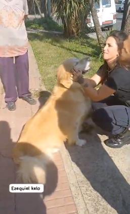 Este es "Toto", el perro que quisieron faenar en Argentina - Créditos: Captura