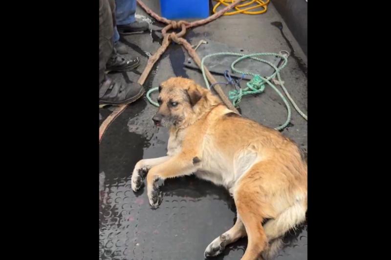 Perro ciego de Talcahuano - Créditos: Cooperativa