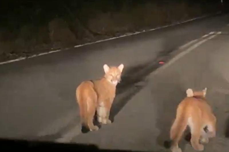 Pumas de Río Bueno - Captura de video de Diario El Ranco