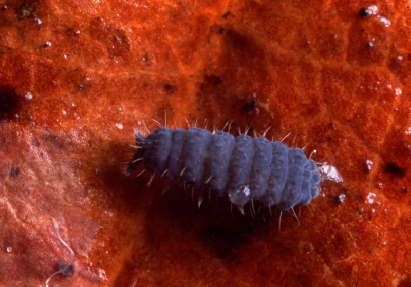 Tardígrado. Créditos: Meteored