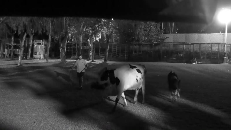 Luis Mateucci y Gabrieli Moreira liberan a las vacas de Tierra Brava