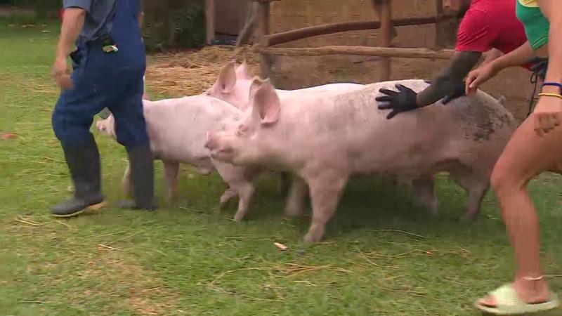 Sacando a los animales