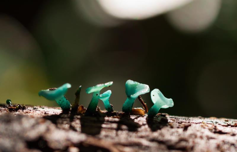 Llega a Pucón la tercera versión del Festival Reino Fungi