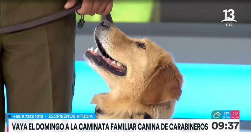 Brigada canina de Carabineros - Créditos Tu Día