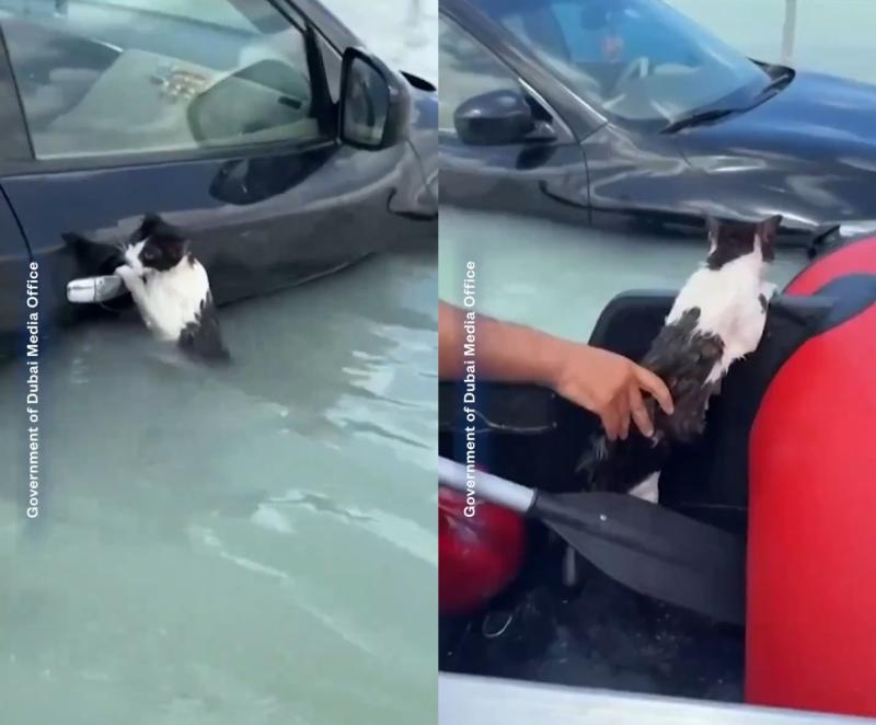Gato es salvado de morir ahogado en Dubái - Captura de pantalla
