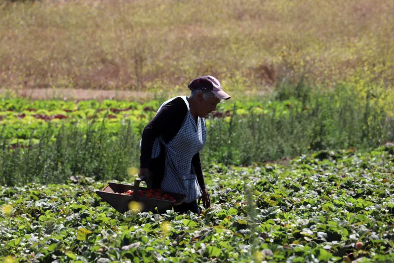 Bono Mujer Trabajadora - Créditos: Agencia Uno