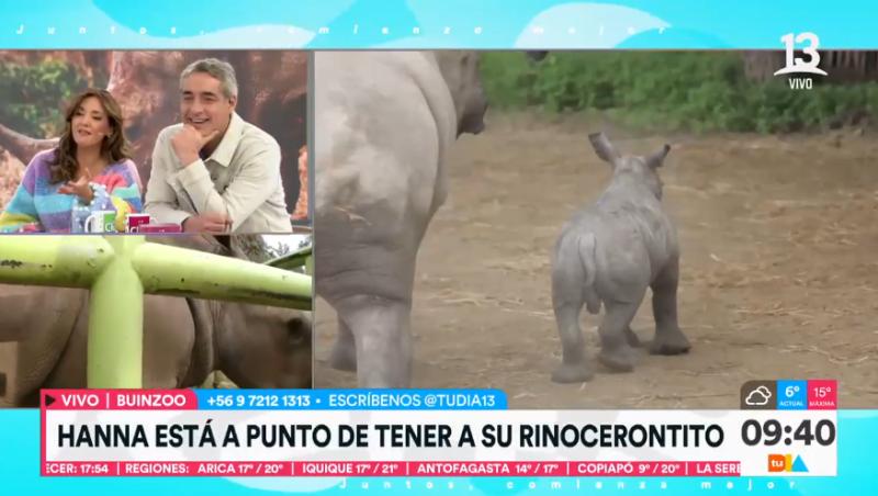 Así se ve una cría de rinoceronte - Créditos: Tu Día