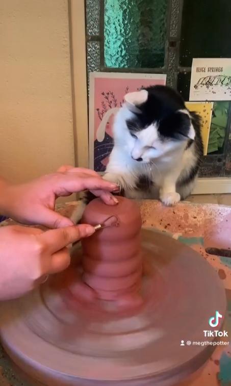 Figaro, la gata alfarera que es tendencia - Créditos: megthepotter