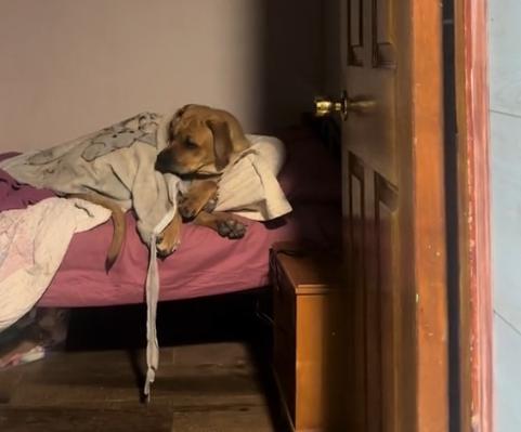 Perrita se acostó con su manta - Créditos: TikTok
