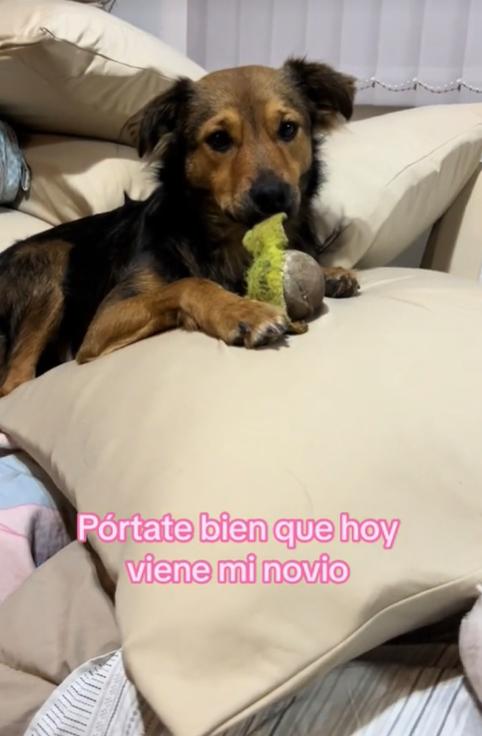 Chichita, la perrita tiktoker que se hizo viral por morder a sus dueños - Créditos: Captura