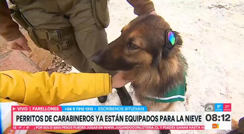 Perritos de Carabineros estarán toda la temporada en la nieve - Créditos: Tu Día