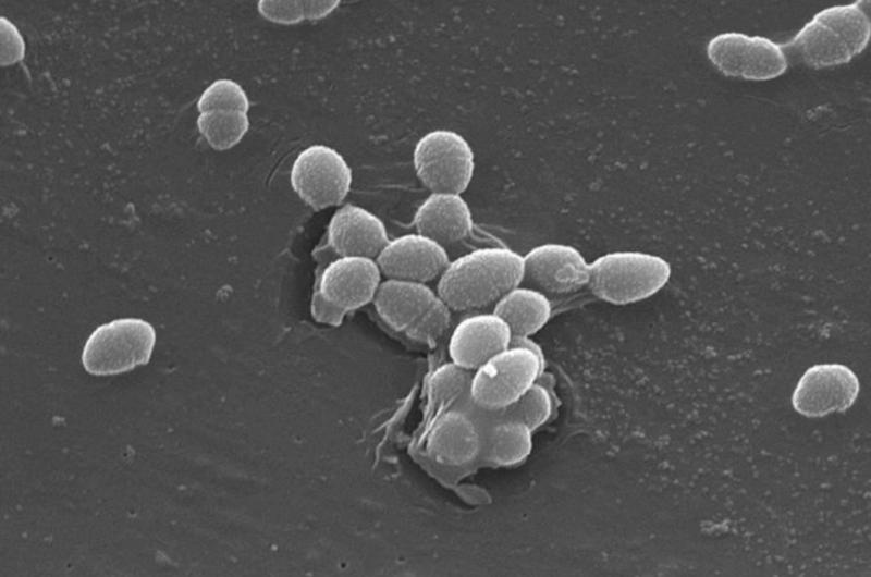 Bacteria encontrada por la NASA