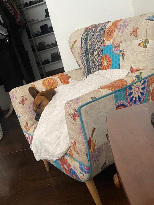 Bruno descansando en su hogar temporal - Créditos: Aduanas Chile