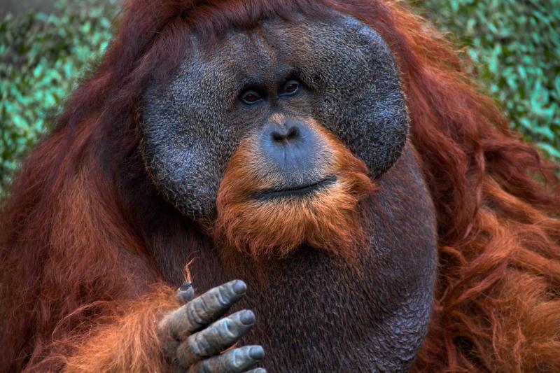 Orangután de Sumatra. Créditos: iNaturlist