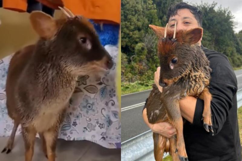 Pudú rescatado por joven
