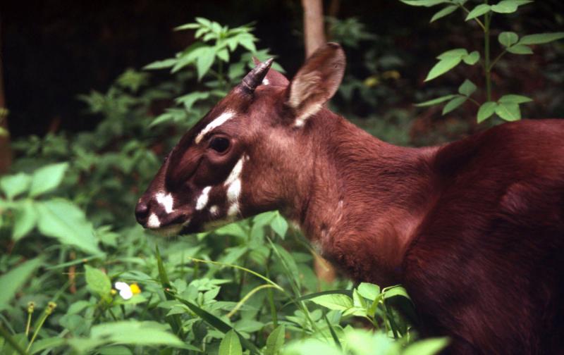 Saola. Créditos: Panda.org