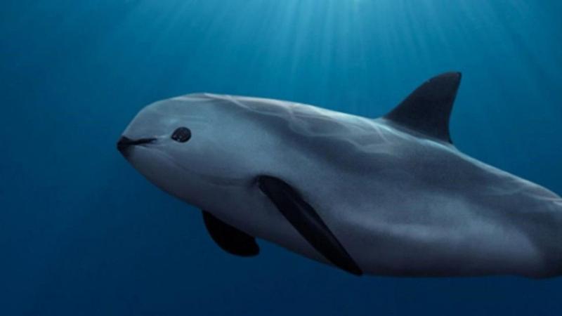 Vaquita Marina. Créditos: Alfokrads