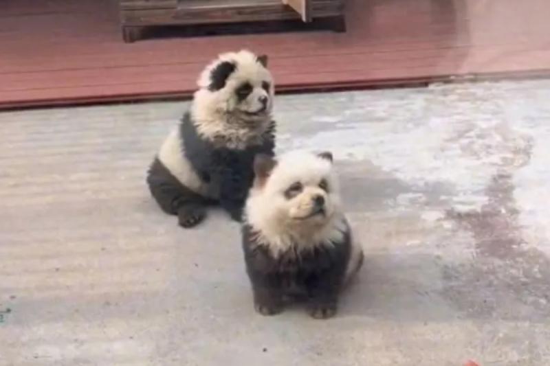 Zoológico de China - Imagen de redes sociales