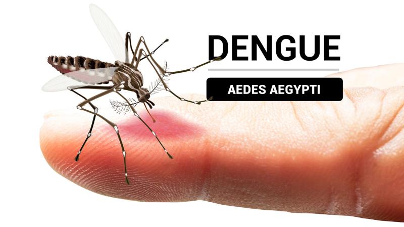 Imagen referencial del dengue. Créditos: Getty Images