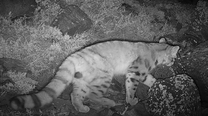 Impresionante: Gato andino es visto por primera vez cerca de Santiago. Créditos: Greenpeace